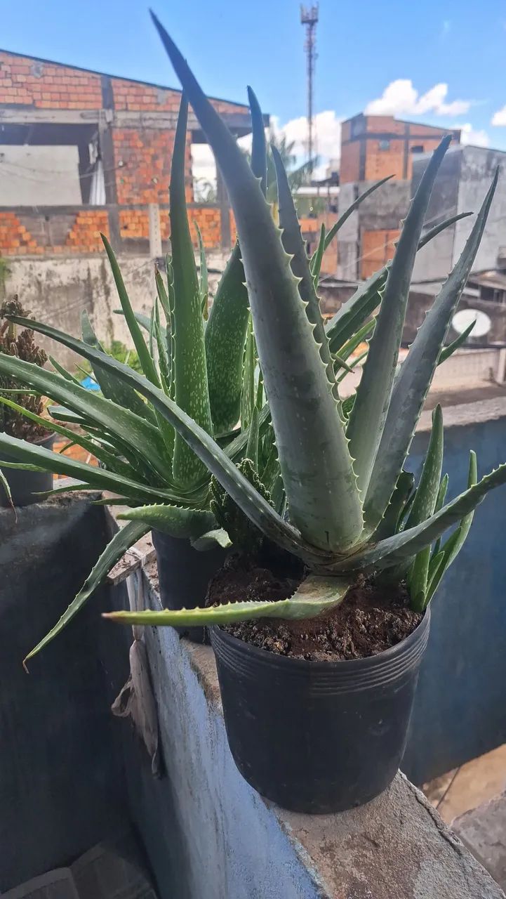 Planta Babosa