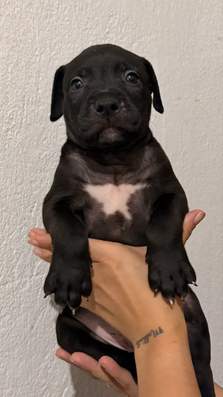 Pit monster com pedigree linhagem importada  - Foto 4