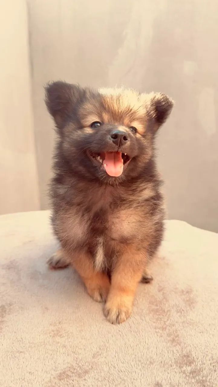 Spitz Alemão - Macho - Foto 4