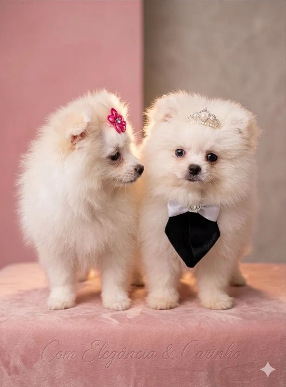 Vende-se Lulu da pomeranea fêmea .  - Foto 3