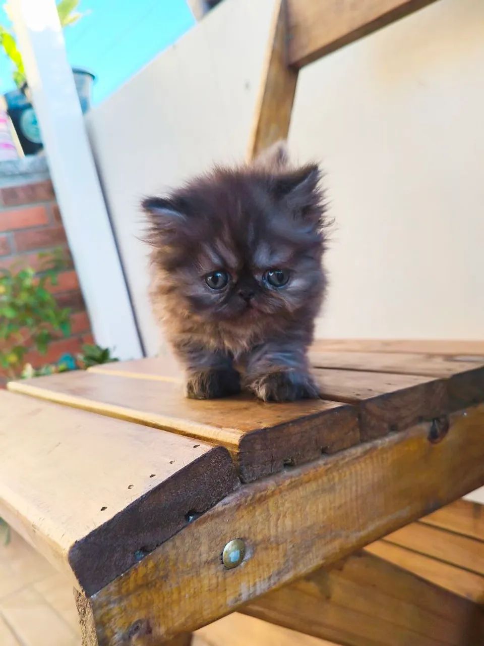 Persa TopShow - Fêmea Cor Black Smoked - Foto 2