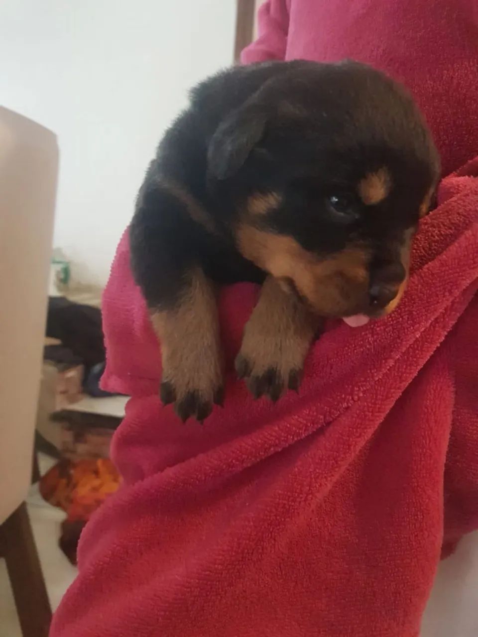 Rottweiler 