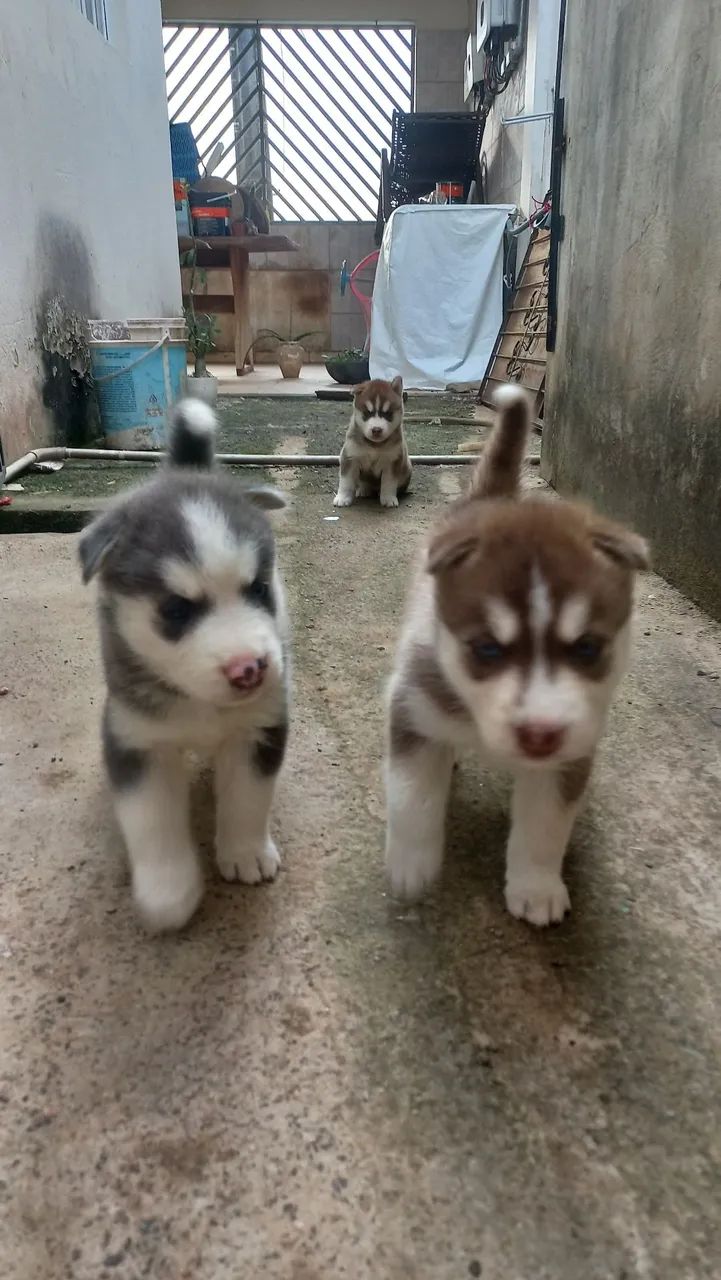 Filhotes de Husky Siberiano - Foto 3