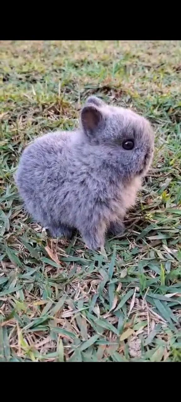 Mini coelhos 