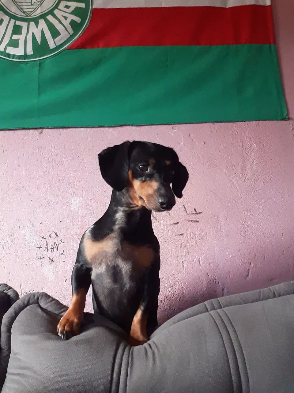 Vendo basset salsicha macho  - Foto 3