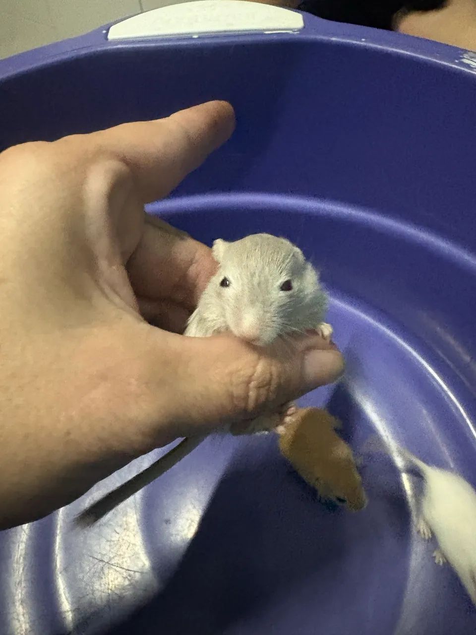 Esquilo da Mongólia Gerbil - Foto 3
