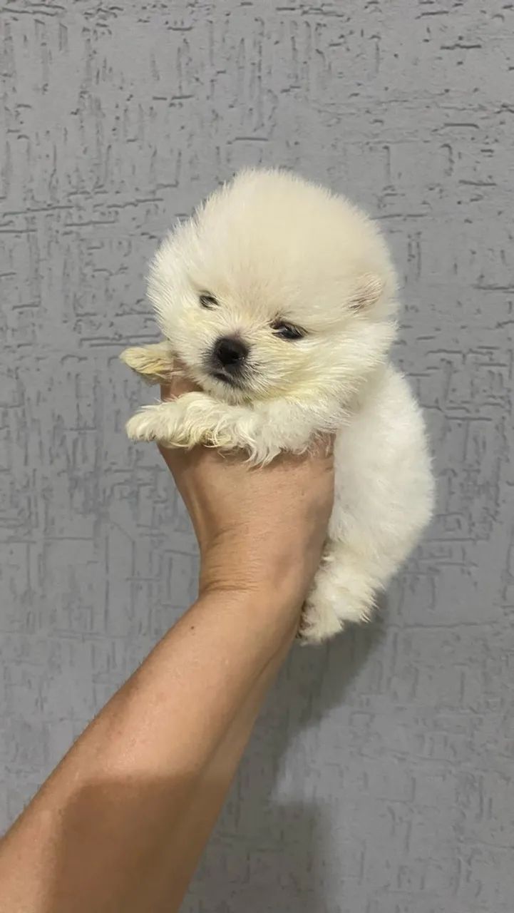 Spitz Alemão  - Foto 3