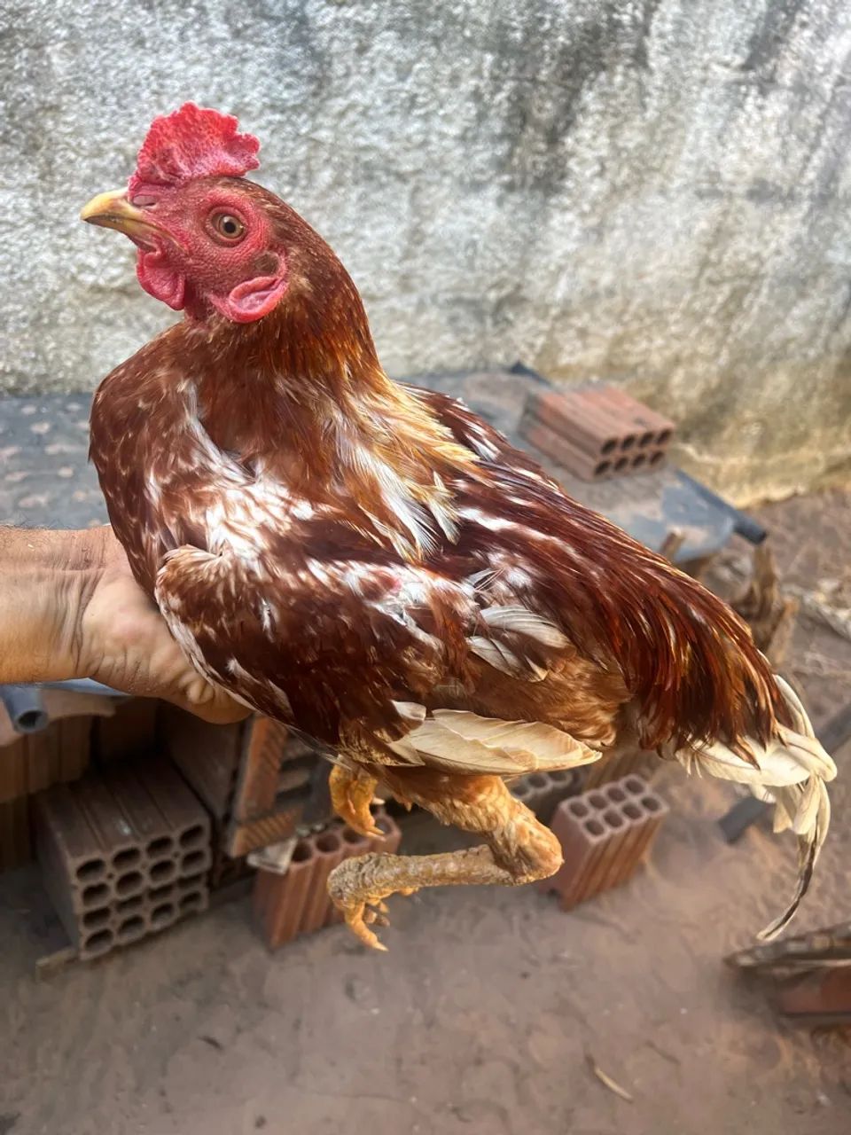 Frango caipira 