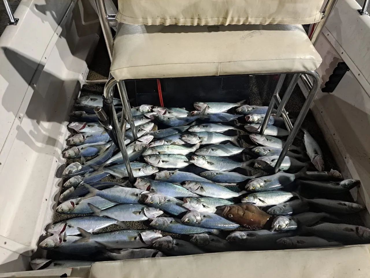 Pesca no mar Florianópolis  - Foto 2