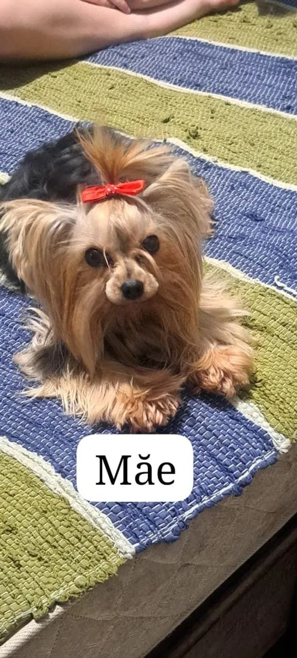 Animais Yorkshire macho  - Foto 5