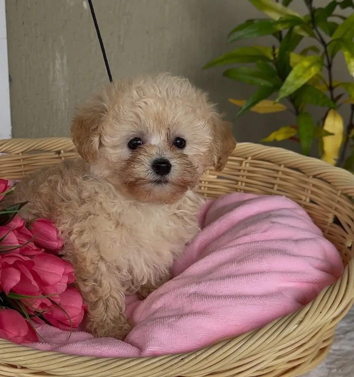 Macho poodle abricot  - Foto 5