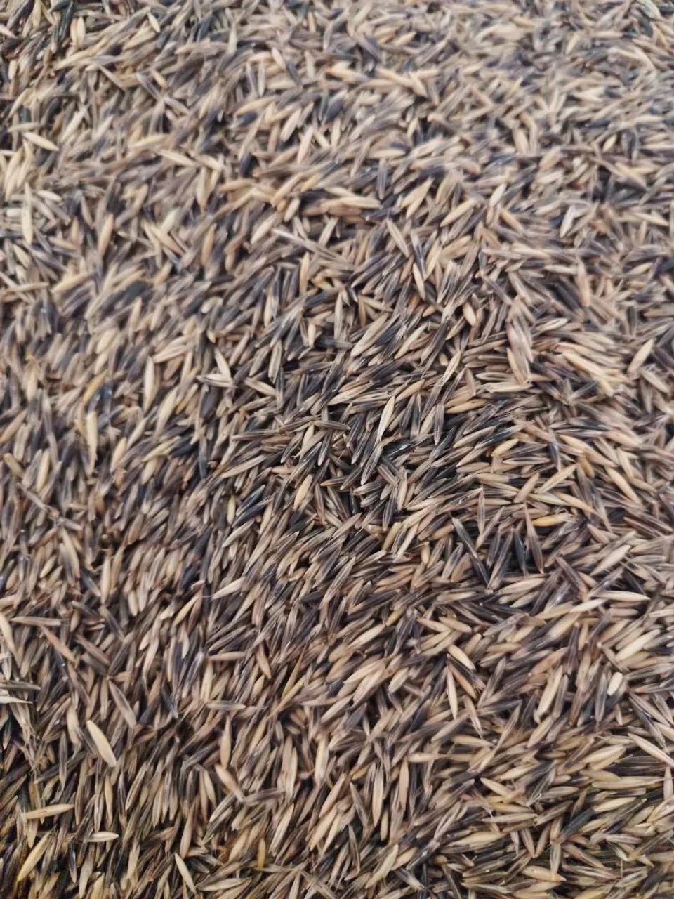 Aveia preta Embrapa 139 - Foto 3