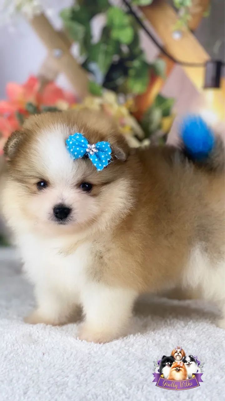 Spitz Alemão com pedigree  - Foto 4
