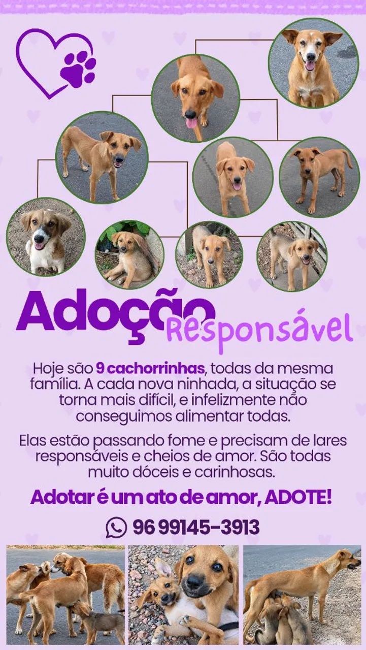 Adoção 