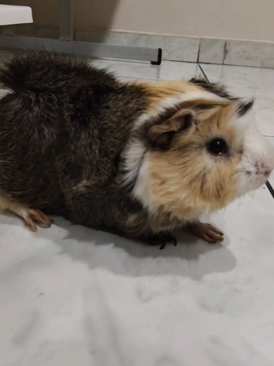 Doação de porquinha da índia  - Foto 2