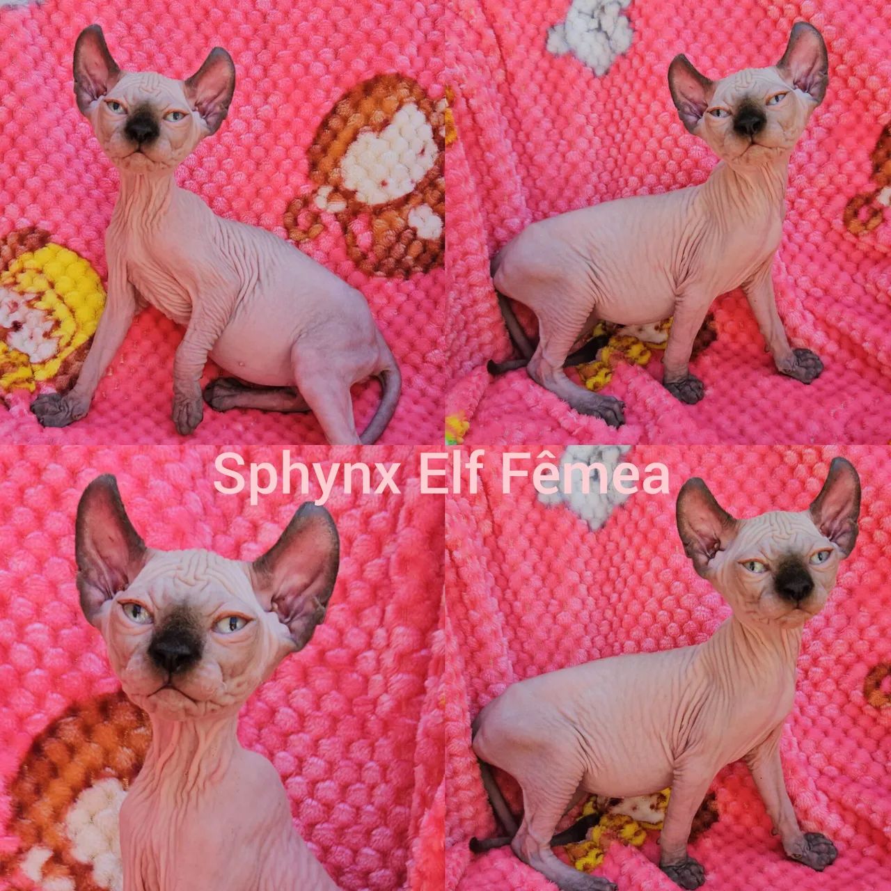 Sphynx Elf Filhotes - Gatil BSB Cat  - Foto 5