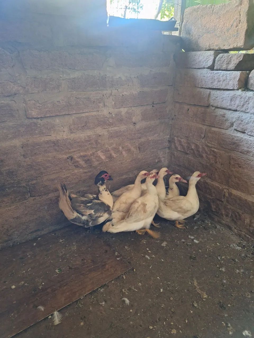 Patas e patos/ patinhos - Foto 2