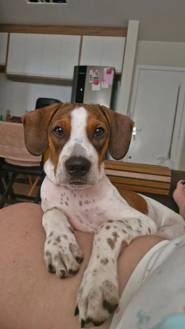 Doação de mestiço foxhound