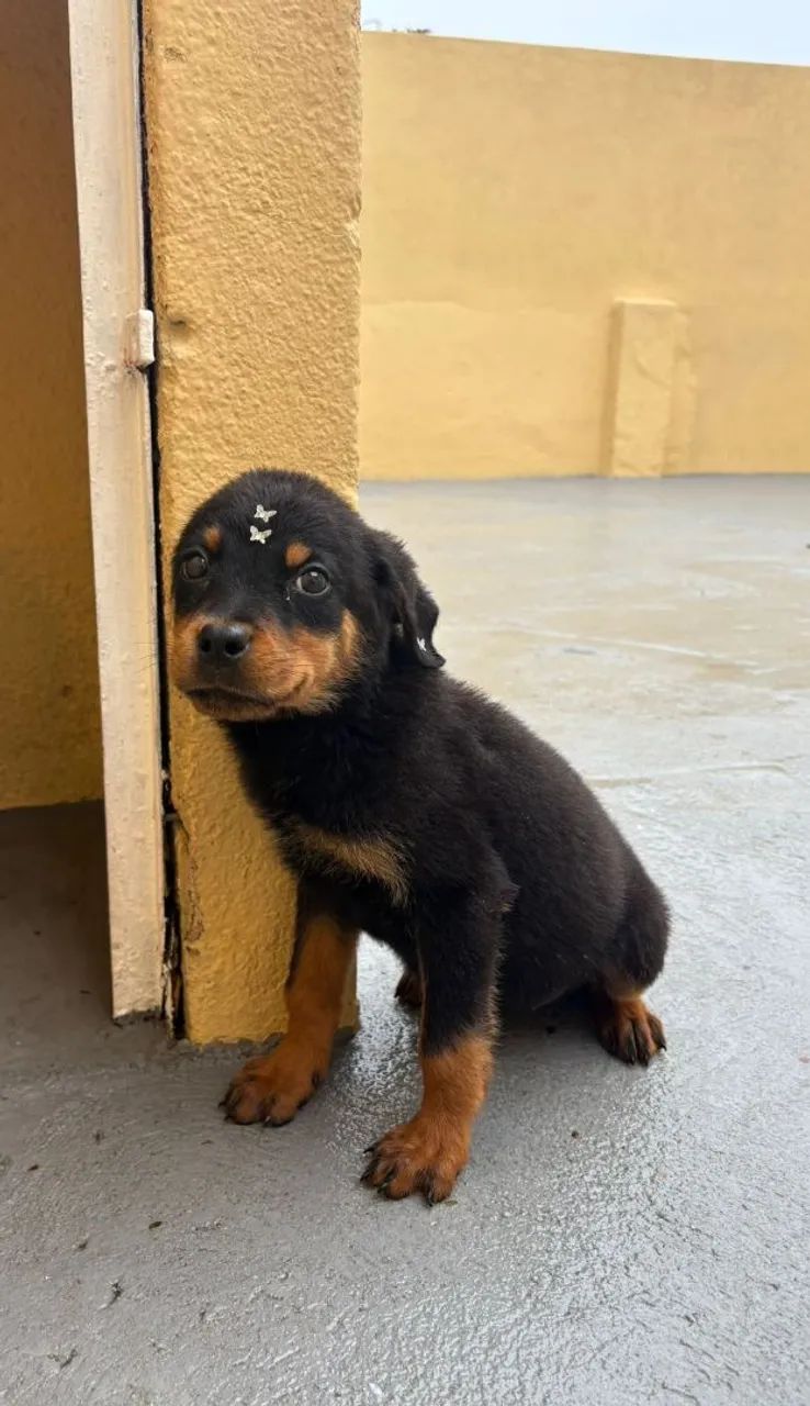 Rottweiler o presente que une amor e proteção 