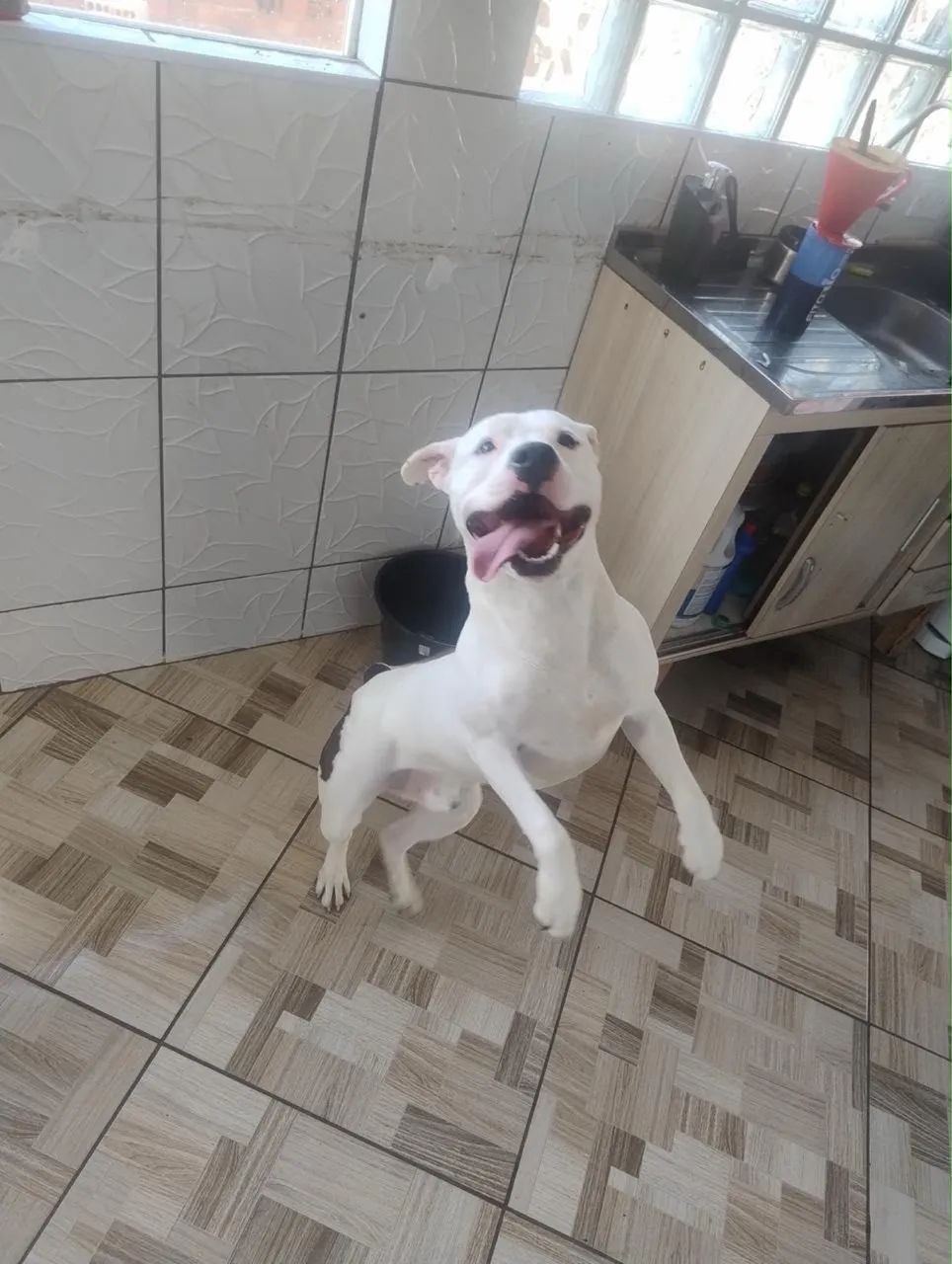 DOAÇÃO PITBULL  - Foto 3