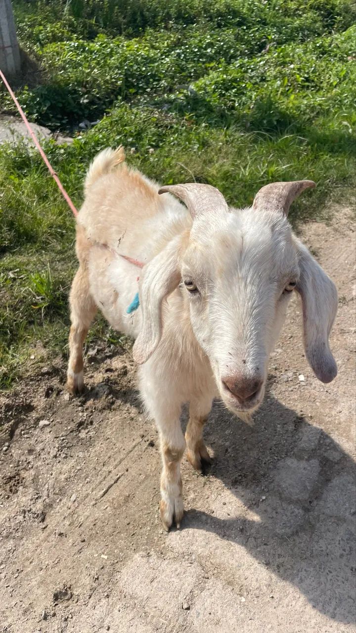 Cabrito - Foto 3