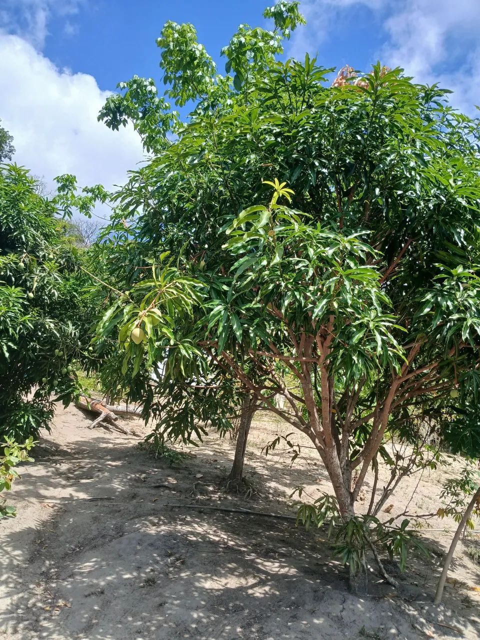 VENDE-SE, valor negociável. - Foto 3