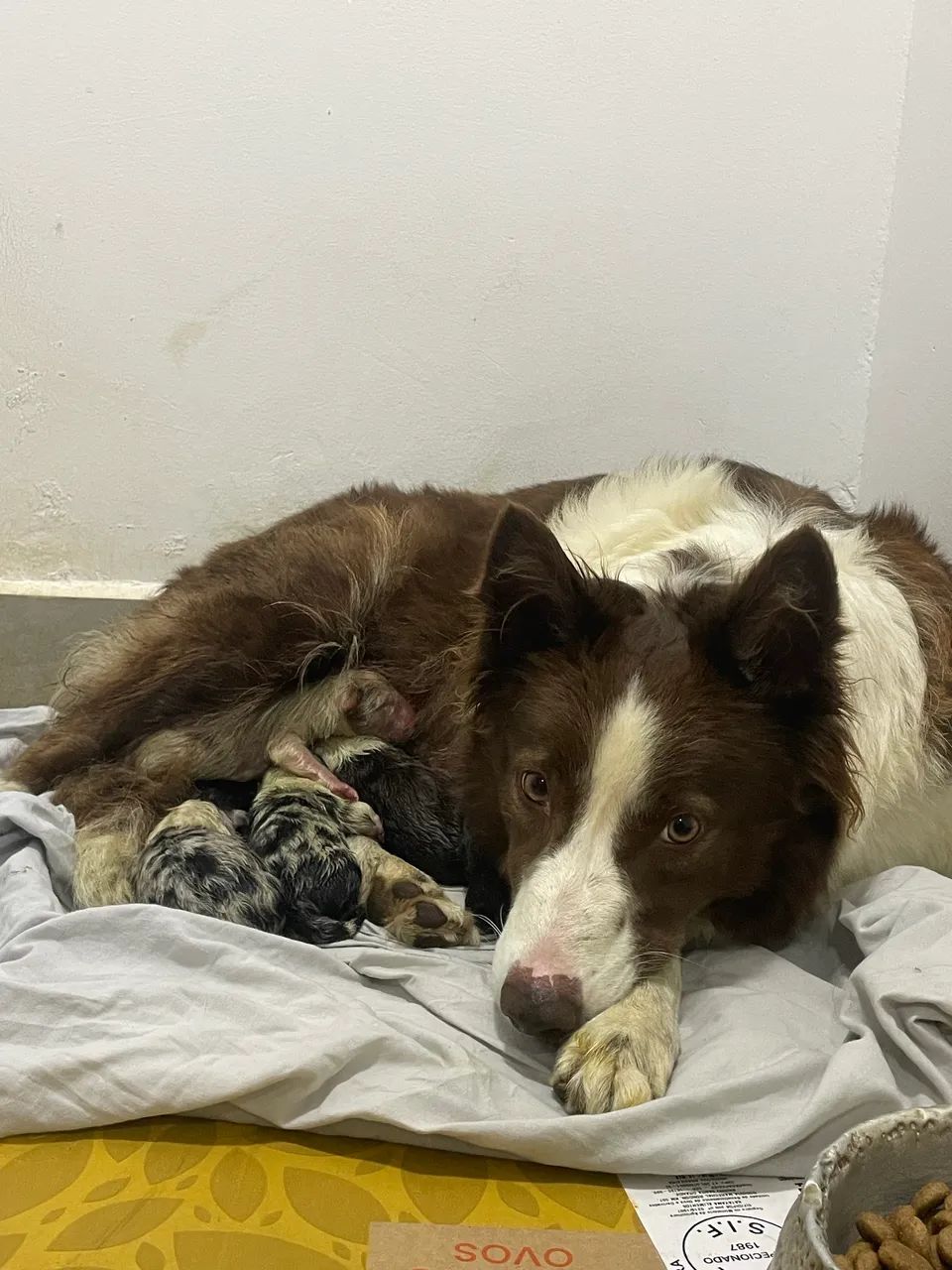 Filhotes de border collie  - Foto 3