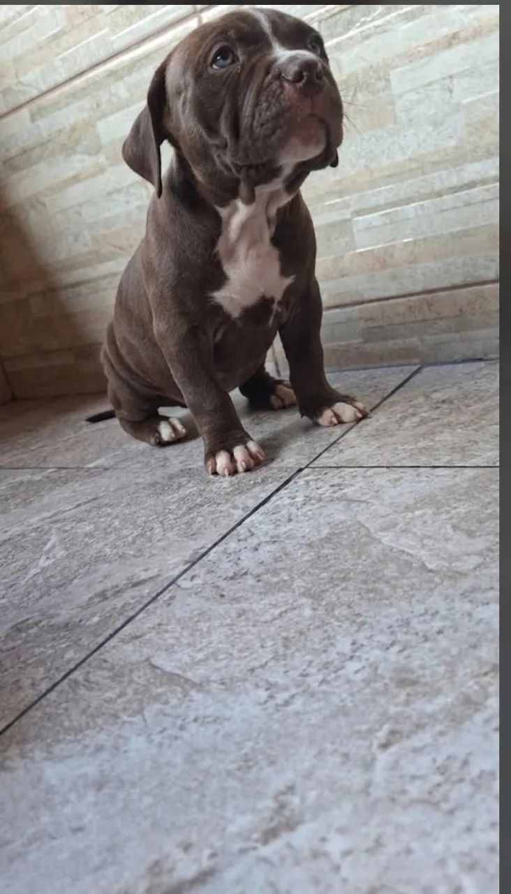 Cachorro  - Foto 2