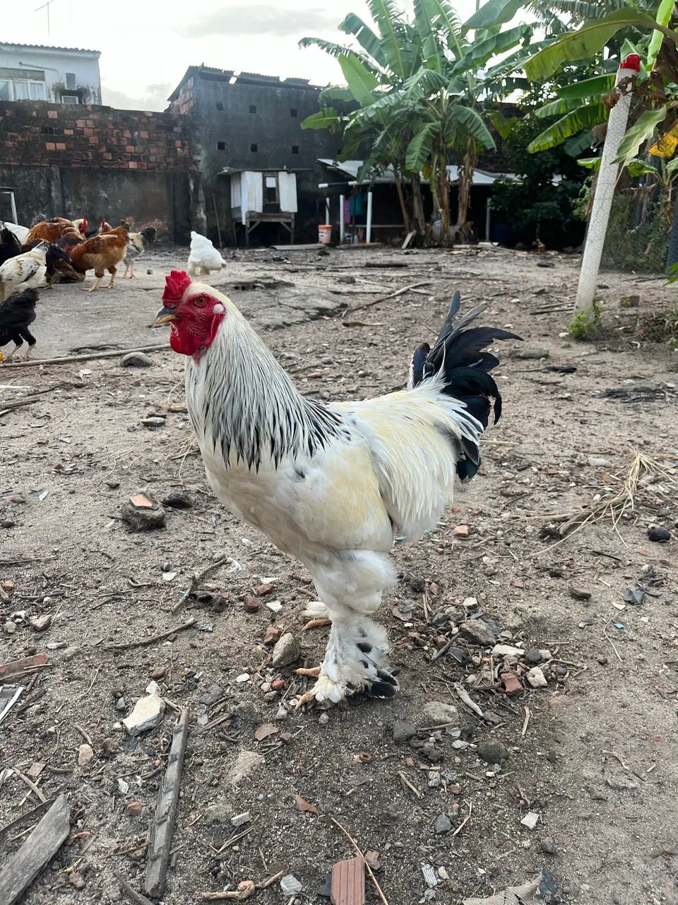 Galinha Brahma
