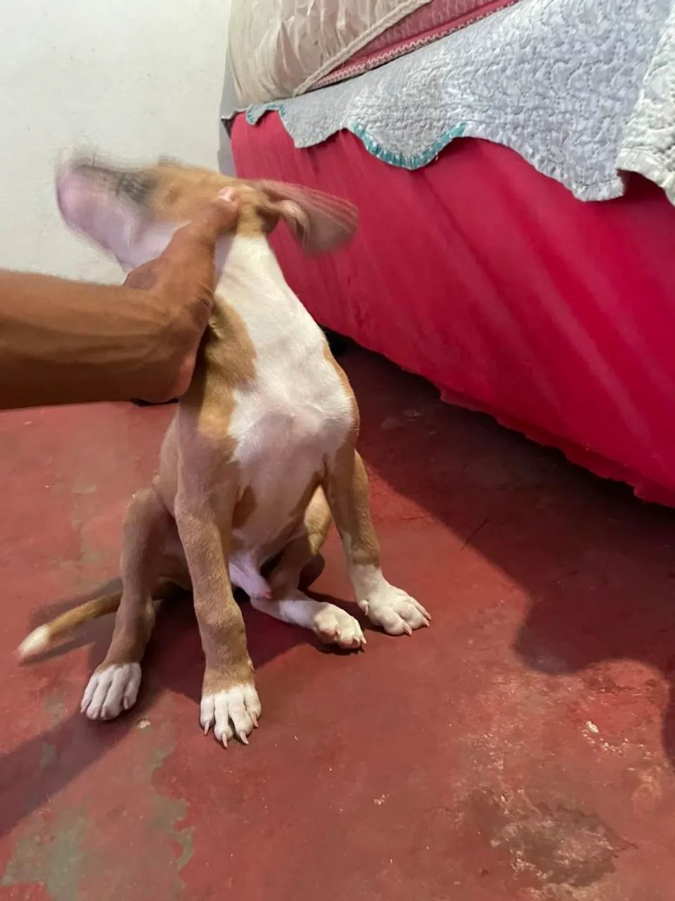 Vendo Pitbull 2 meses - Foto 3