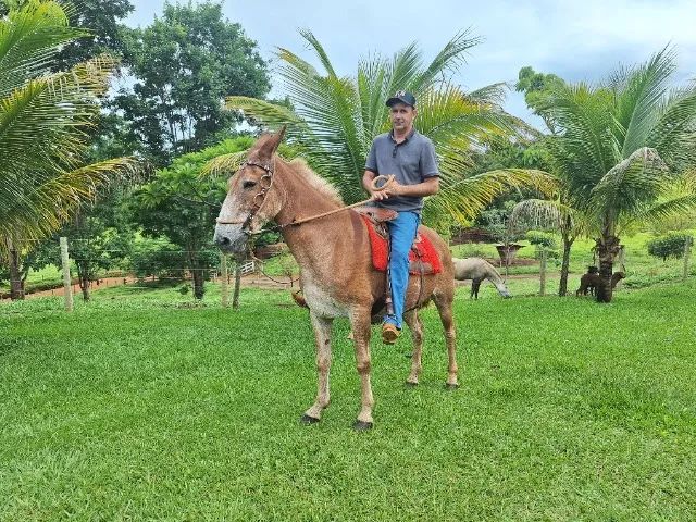 Burro baum!!! - Foto 2