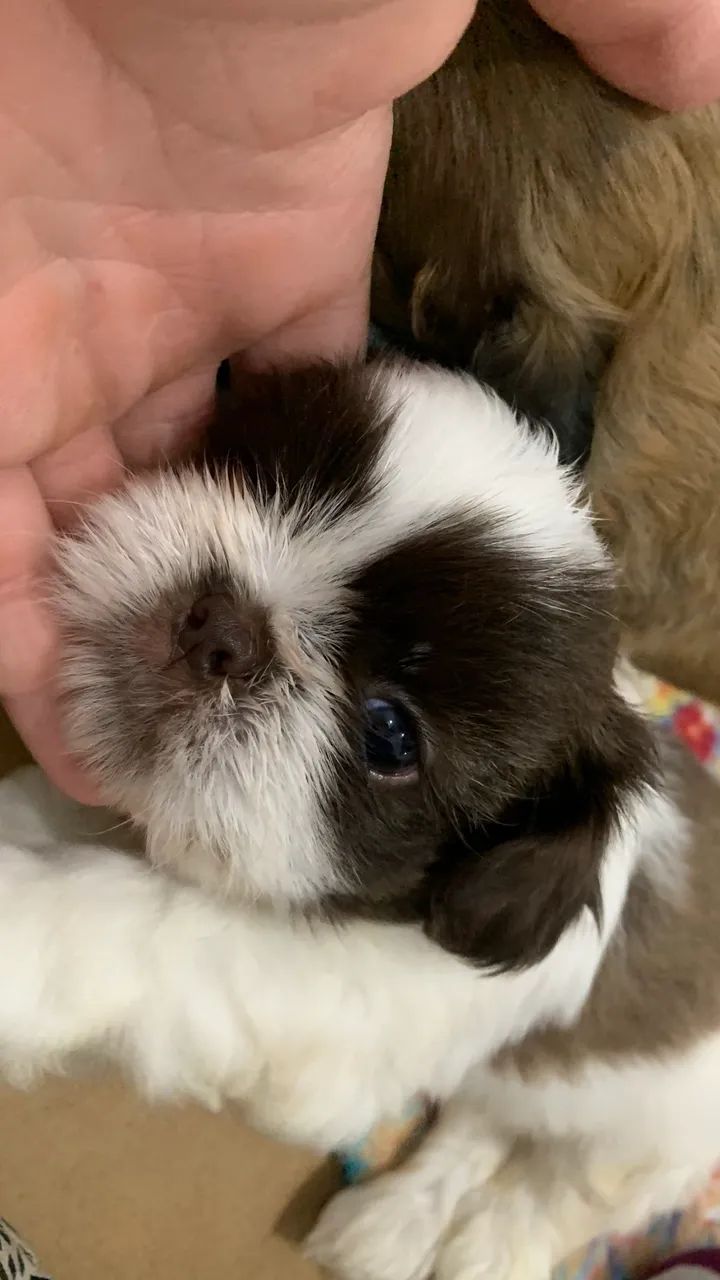 Shihtzu disponíveis - Foto 4