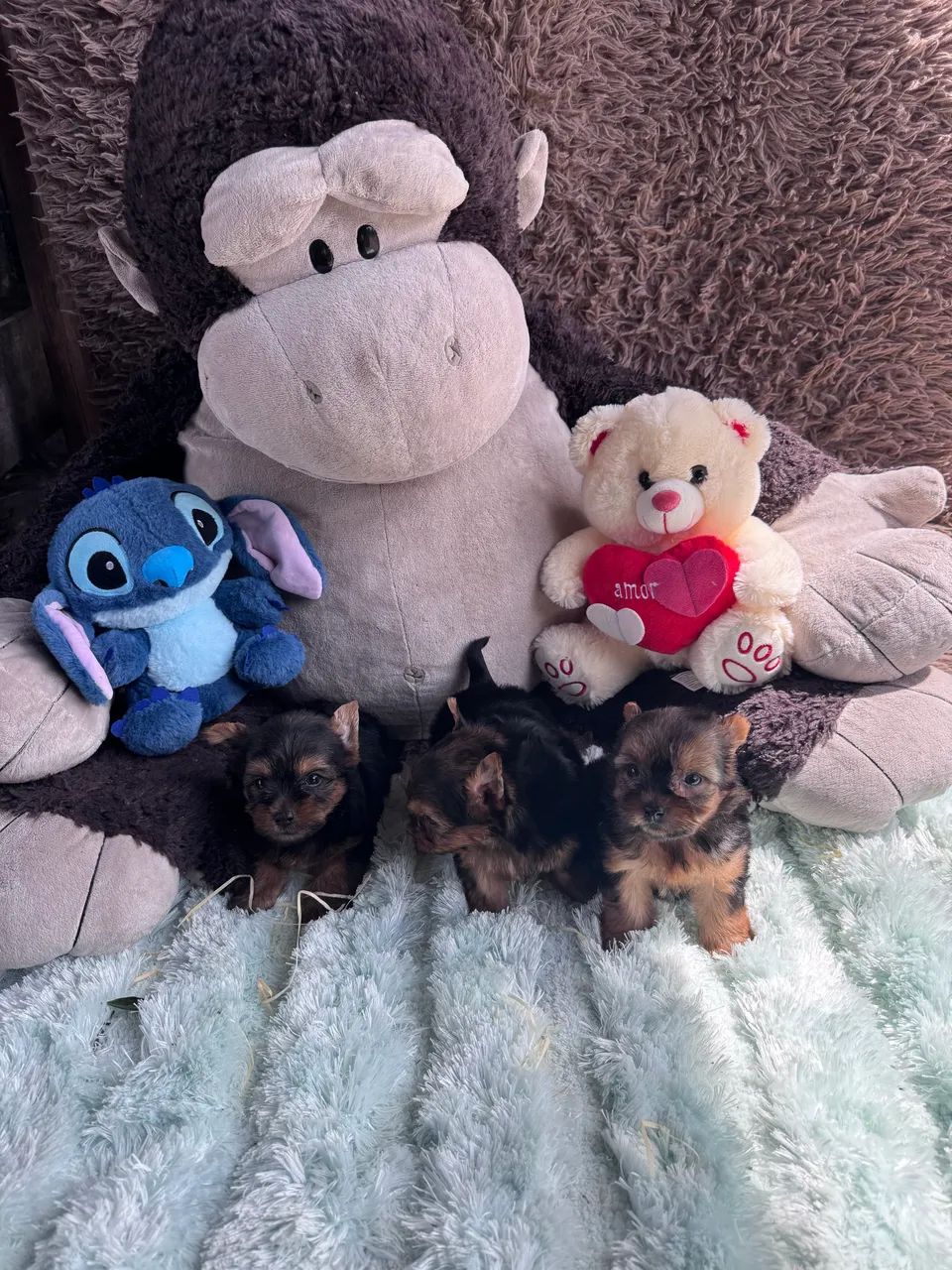 Cachorro  - Foto 4