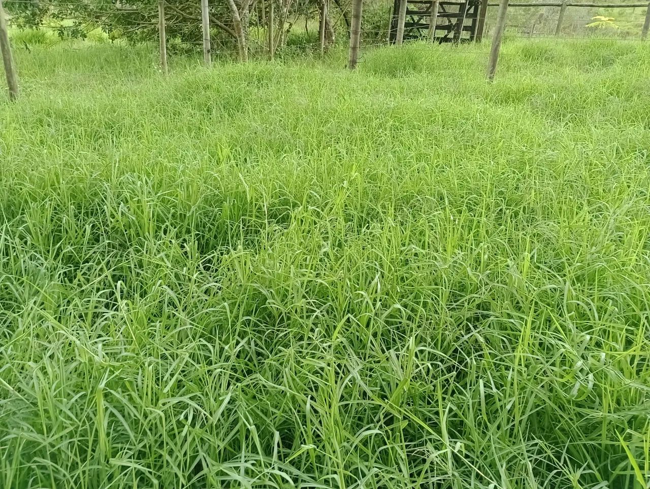 Aluga Manga Pasto