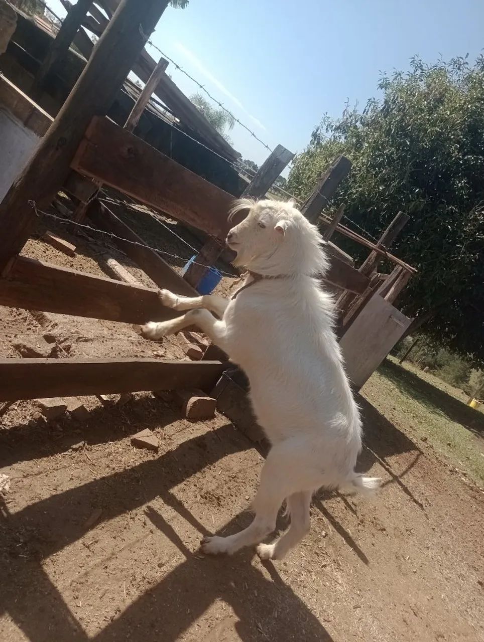 Bode branco 