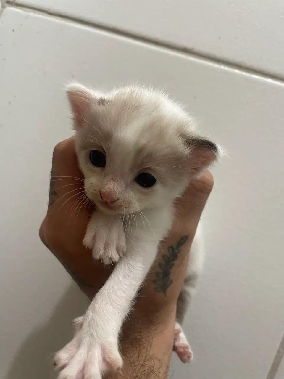 Gatinhos para adoção responsável