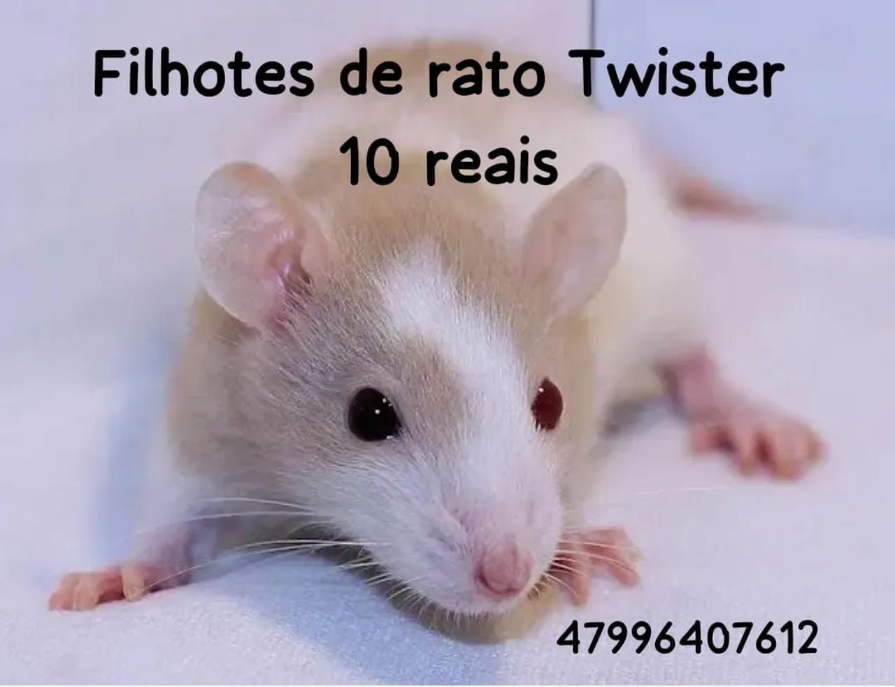 Filhotes de rato Twister 