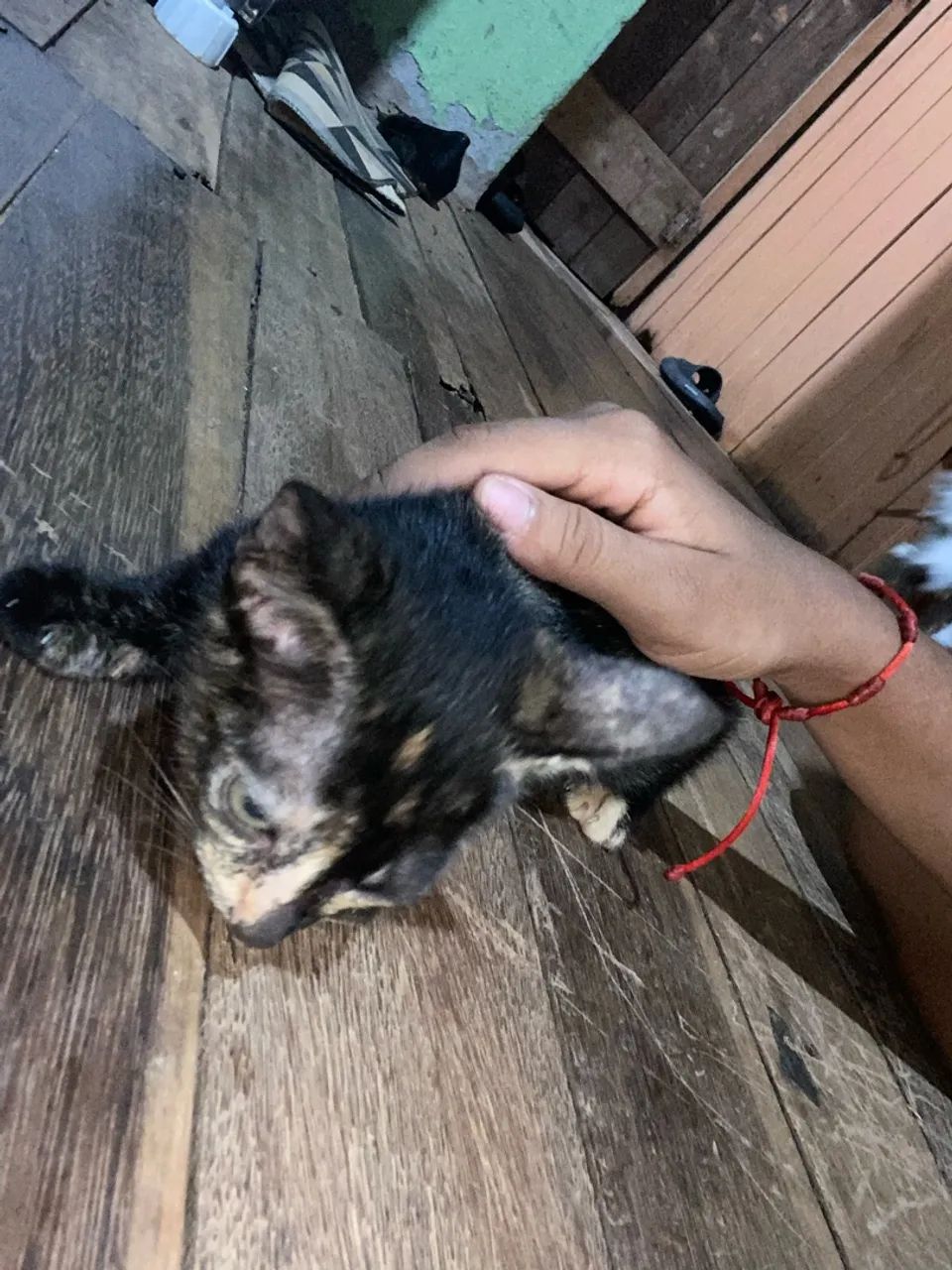 Gatinhos para doação  - Foto 2