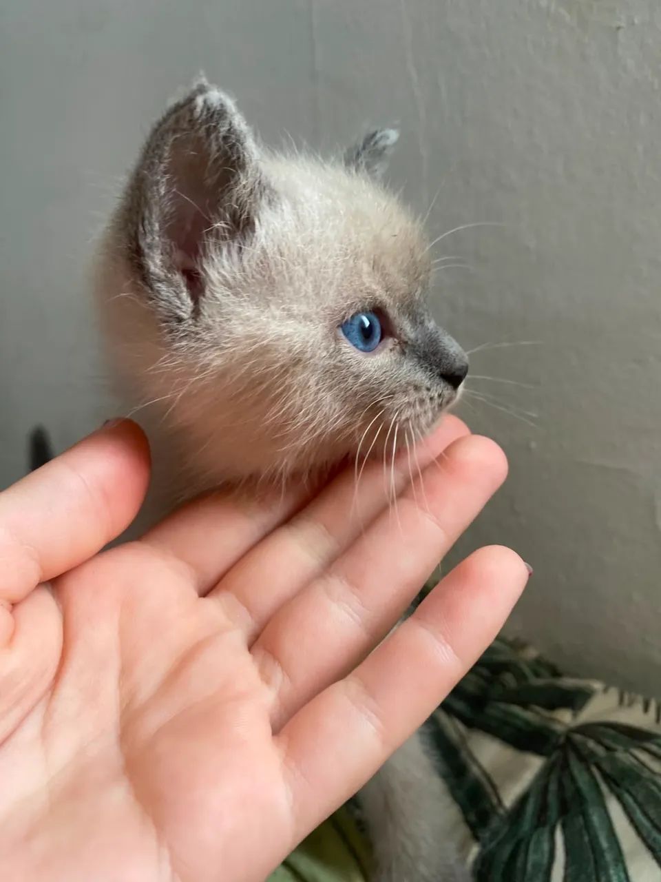 Gatinhos para doação 