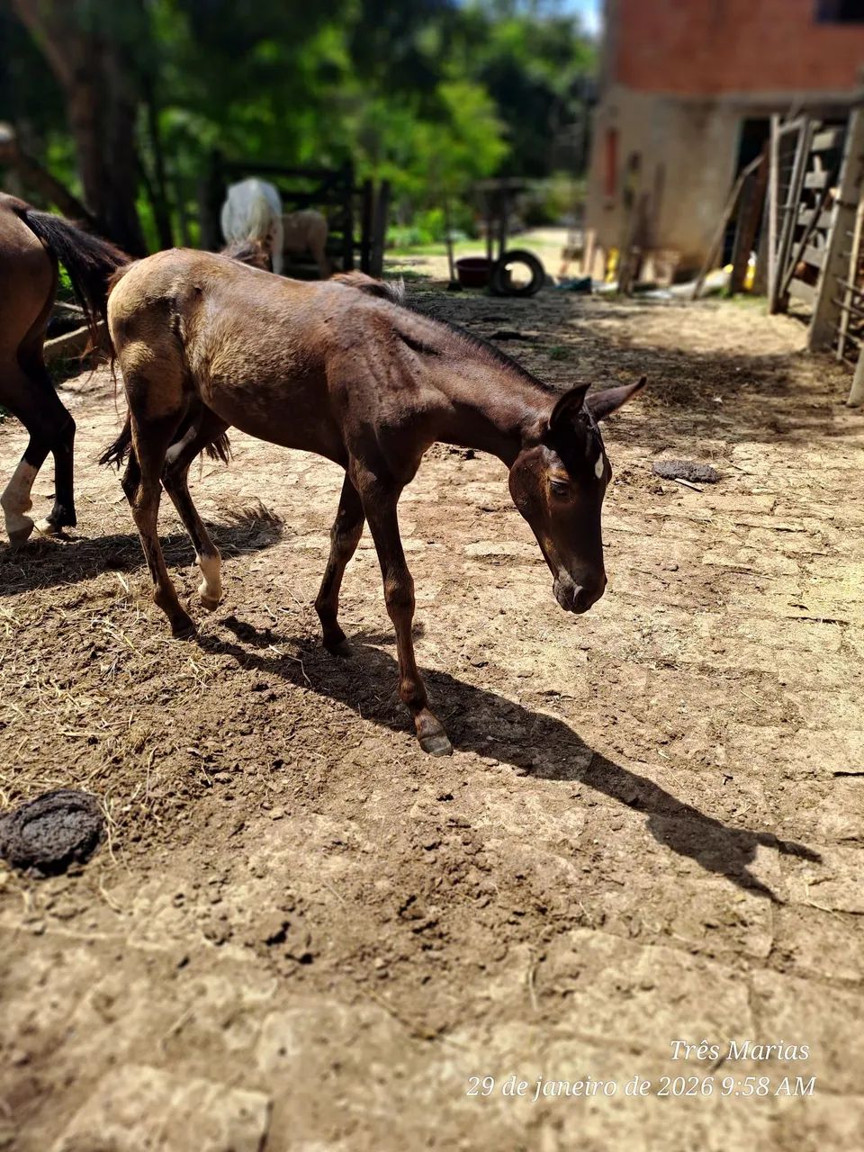Linda Potra Controlada. Aceito  cartão e pix  - Foto 4