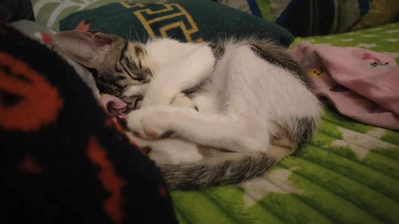 Doação de Gato Macho 