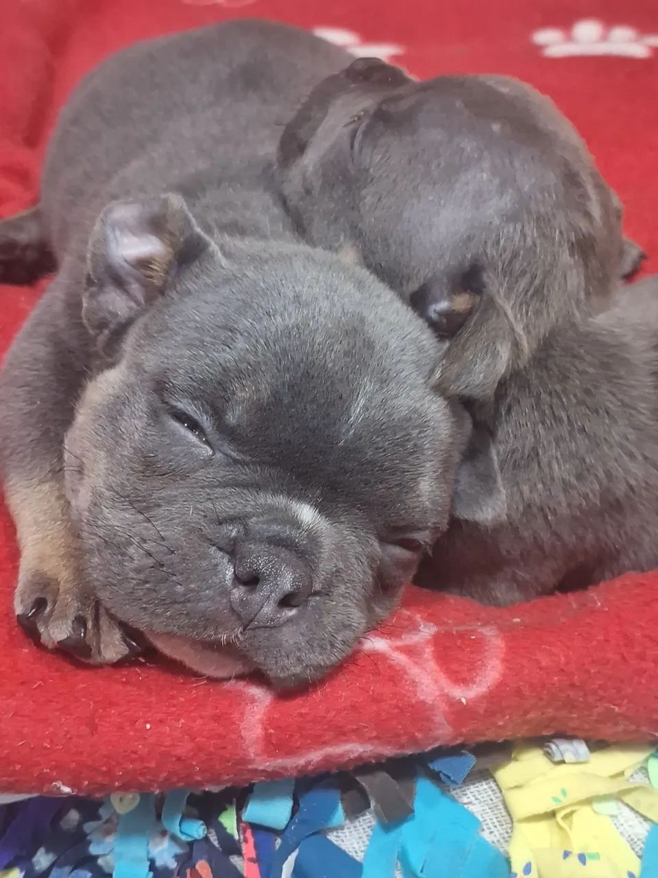 American bully  - Foto 3