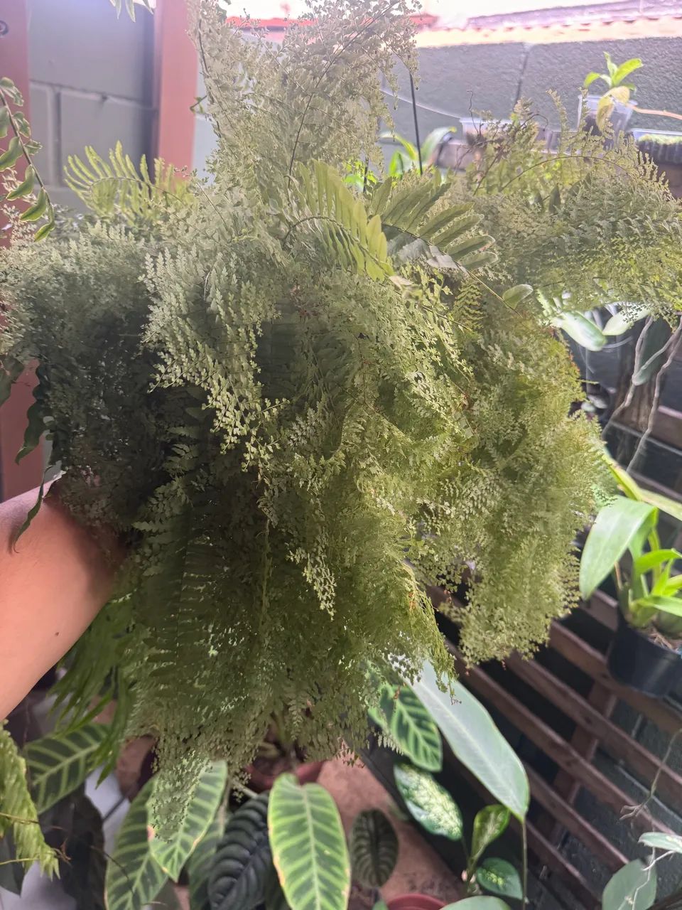 Samambaia cabelo de anjo - Foto 3