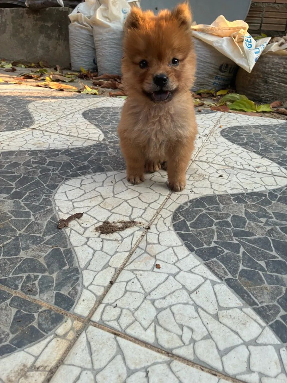 Chow Chow  - Foto 4