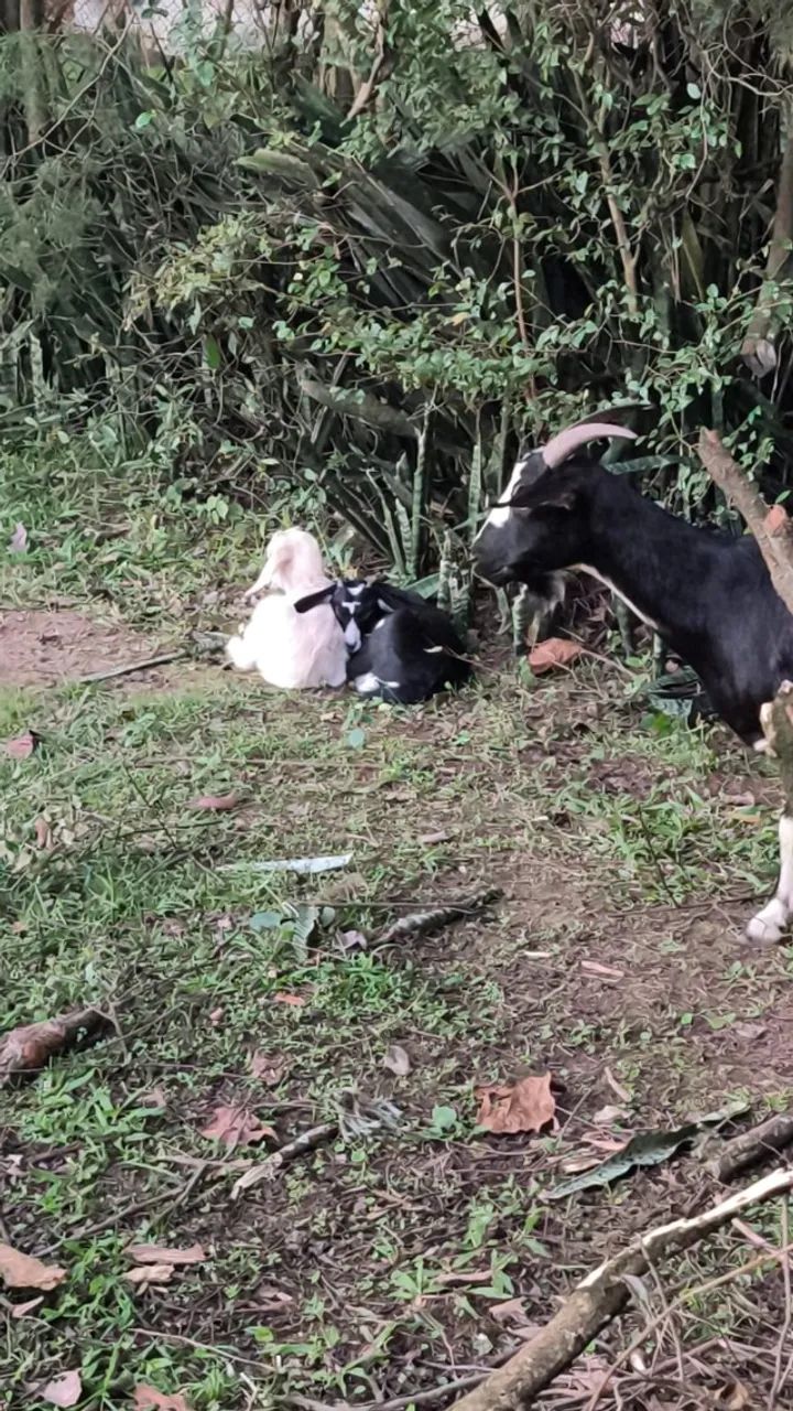 Cabra, cabritos, galinhas e codornas