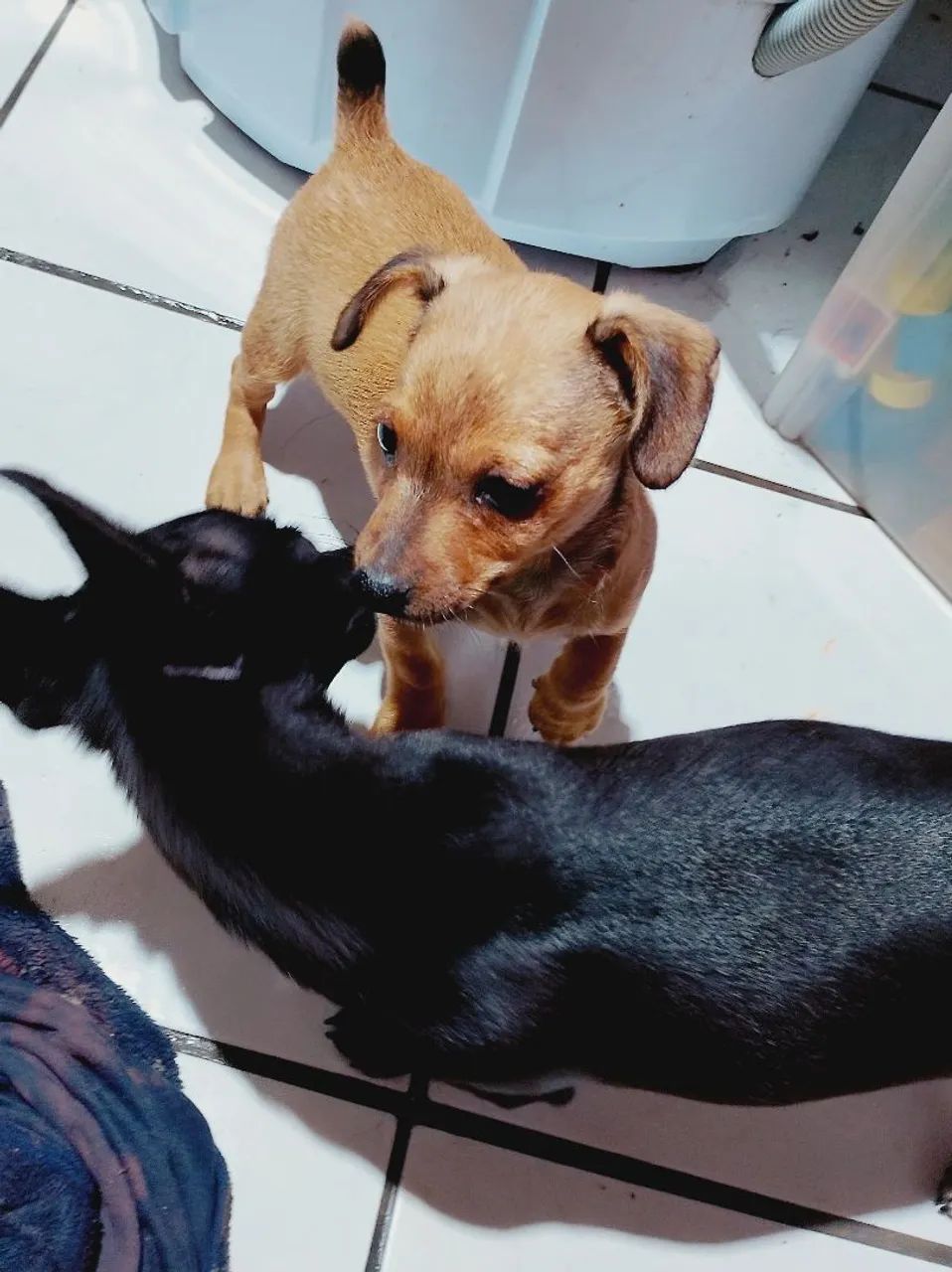 Cachorro - Foto 4