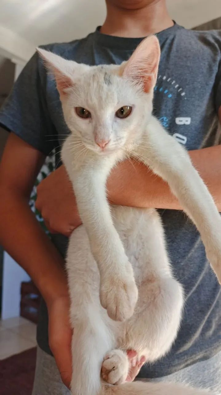 Doação de duas gatinhas. Por questão de mudança não é permitido gatos são bem dóceis e car - Foto 3