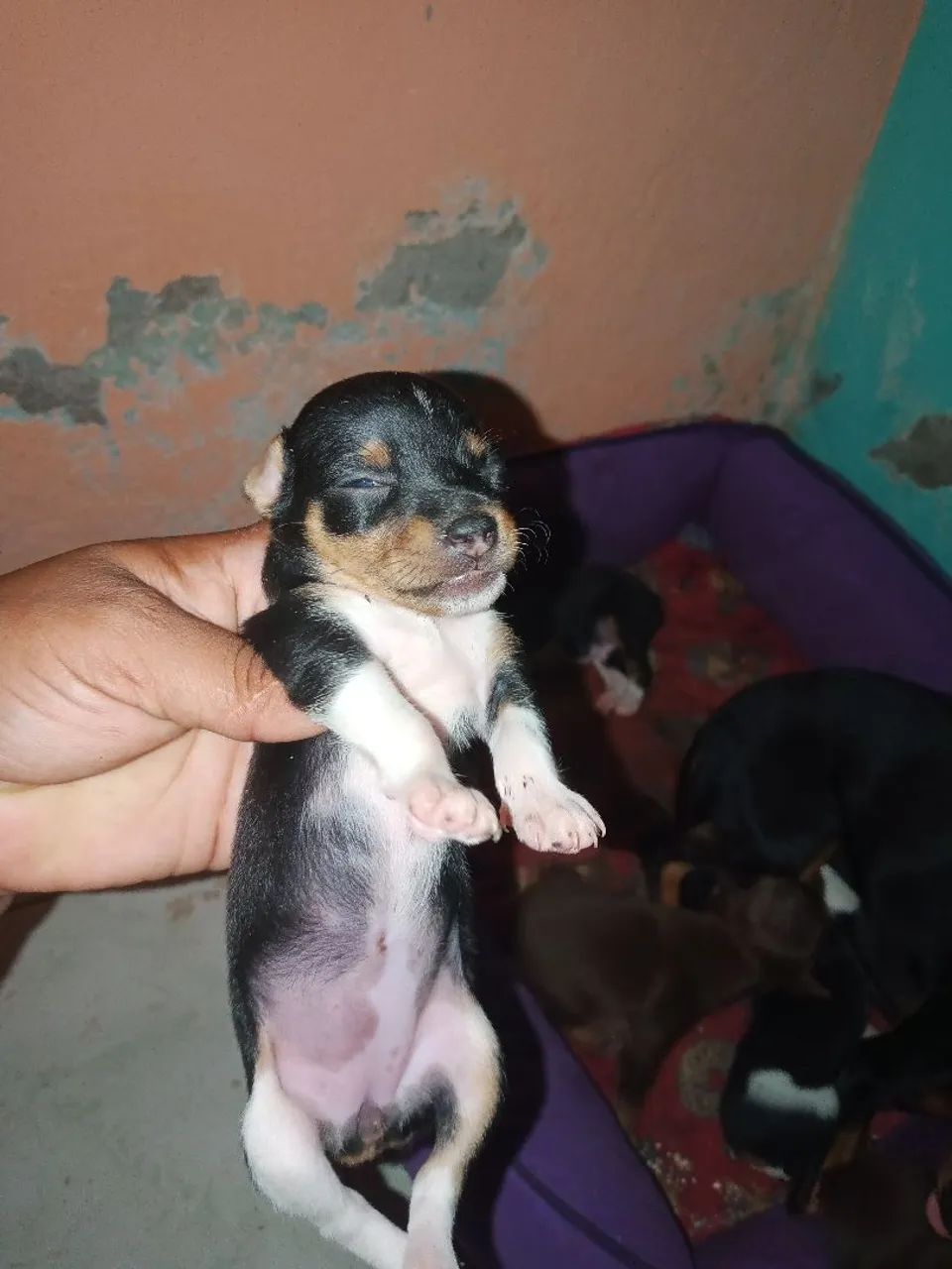 Cachorro da raça pinche  - Foto 2