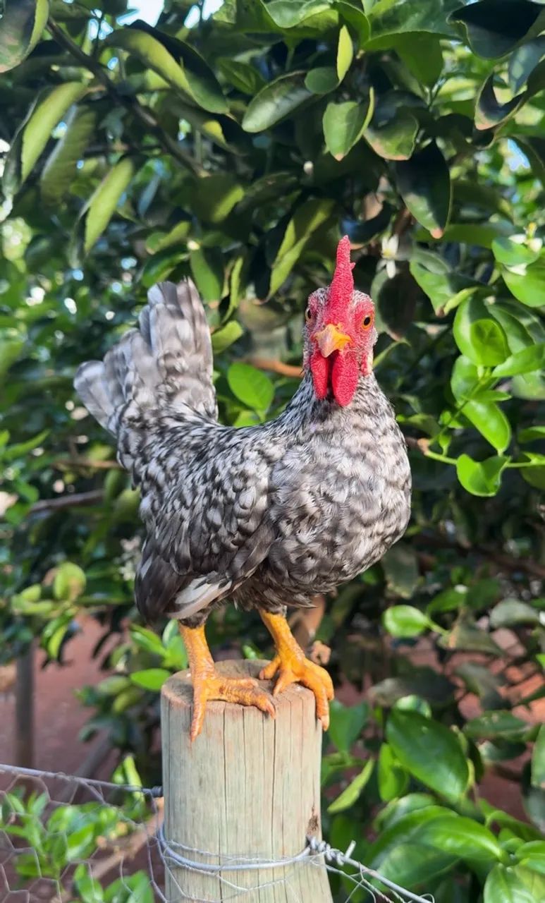 Franguinho garnize - Foto 2