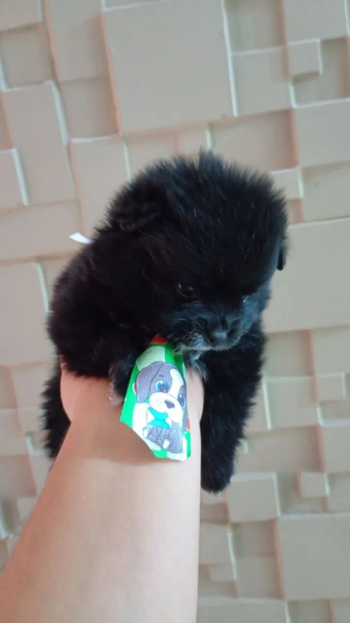 Fêmea e macho de spitz  - Foto 2